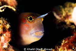 Its Goby who says to me hello evrey dive by Khalid Obaid Ahmad 